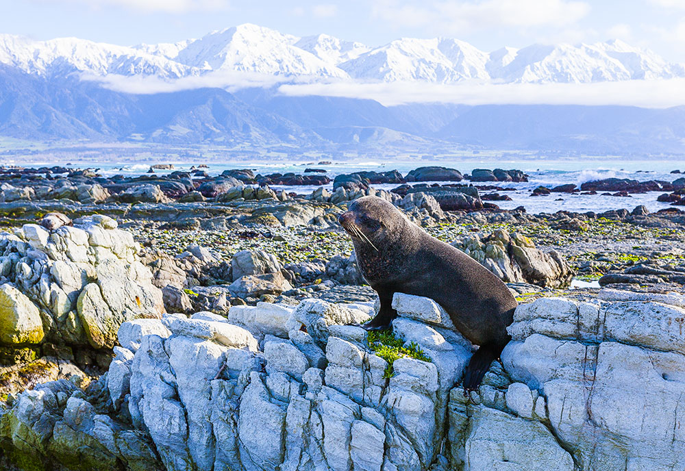 Seal at Kaikoura, Canterbury, New Zealand